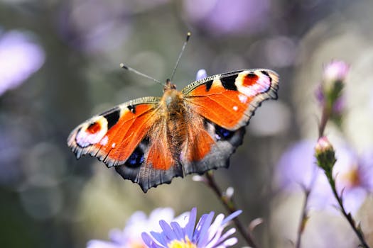 colorful flowers in a garden